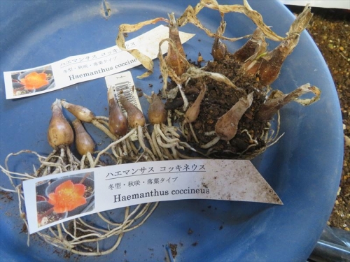 ハエマンサス コッキネウス Haemanthus coccineus 赤花マユハケオモト 2021年秋開花時にできた自家採取種子、実生苗2021.11.03から丸2年弱経過しました。芽出し前に植え替えしました。2023.10.01