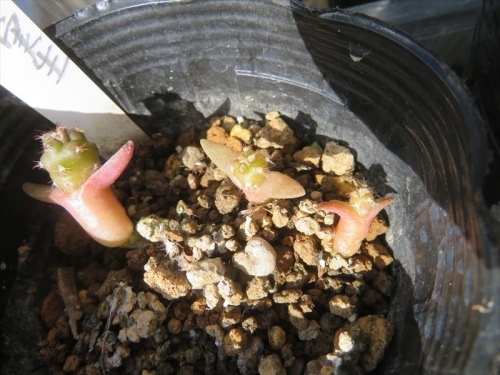 テフロカクタス ゲオメトリクス Tephrocactus geometricus 今年3月自家採取種子2023.03.28　5粒種まき後、６月に時間差で４芽まで発芽しました。只今３芽苗生き残っています。発芽から４ヶ月経過姿。2023.04.30