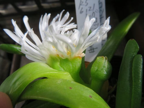 グロッチフィルム不明種 白花 Glottiphyllum sp. white flower 白花が帯化しています！2023.12.10