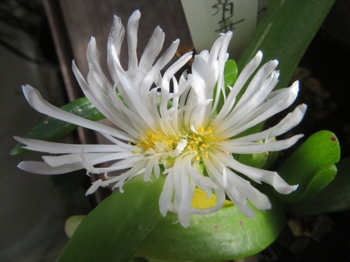 グロッチフィルム不明種 白花 Glottiphyllum sp. white flower 今年6月、３つに株分け、植え替えしました。8月にも開花して初冬も開花しています♪あらまあ、白花が帯化しています！2023.12.10