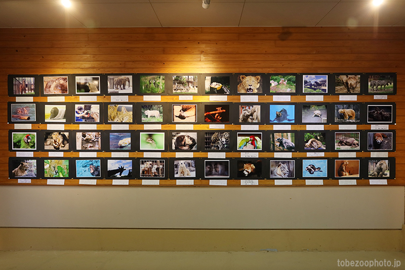 第12回 愛媛県立とべ動物園写真コンクール作品展 (2023年10月31日～)