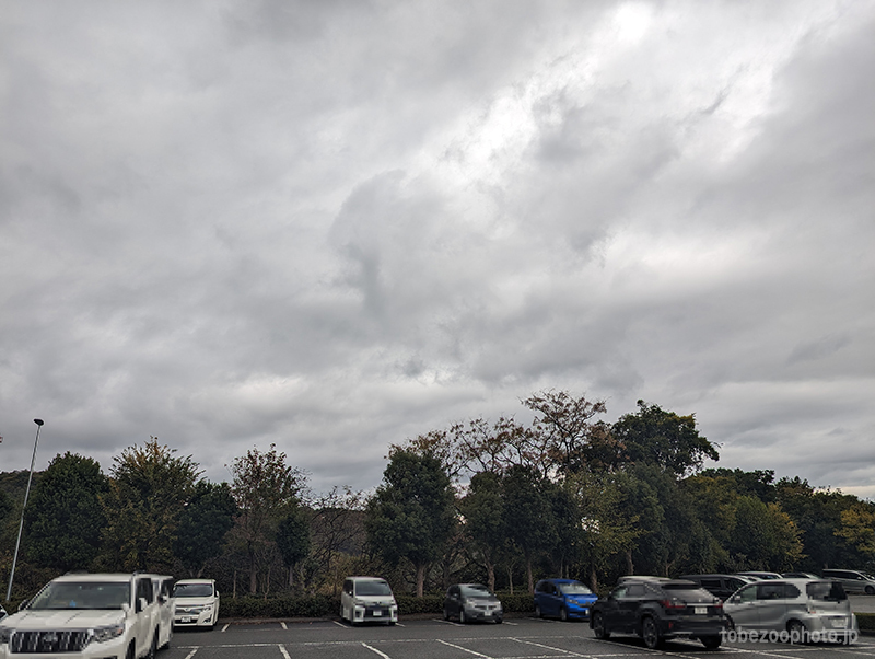 とべ動物園は曇り時々雨ですが、曇りや雨も撮影日和で、撮影会です。(2023年11月13日)