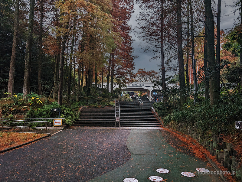 とべ動物園は曇り時々雨ですが、曇りや雨も撮影日和で、撮影会です。(2023年11月13日)