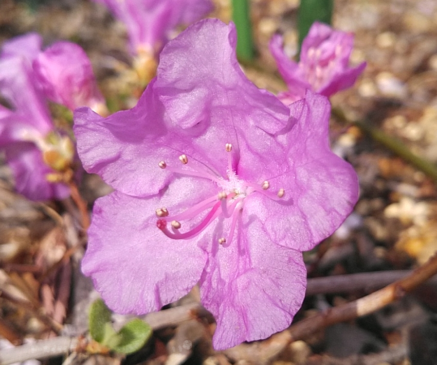 タンナゲンカイツツジの花