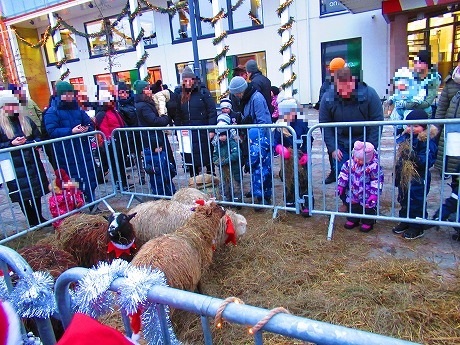 クリスマスオープニングイベント　羊