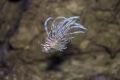 ミノカサゴ　幼魚　