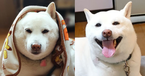 柴犬の表情の変化