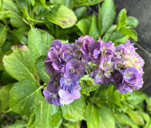 雨天の紫陽花