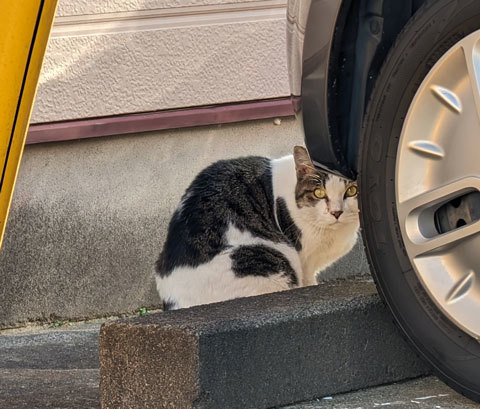 車の後ろに隠れる猫