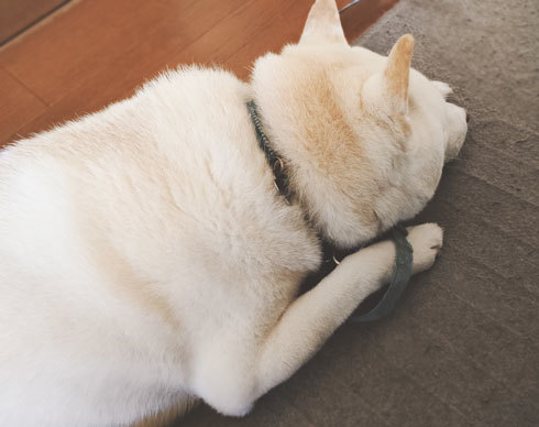 カーペットで寝るペットの柴犬