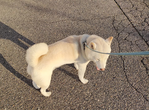 白い犬と散歩