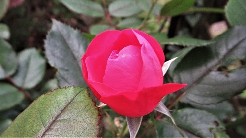 赤バラ開花